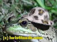 /home//u458753944/public_html/sourcegallery////////////////////////Frogs/Bullfrogs 2020-09 Upper Merion/P9280733.JPG